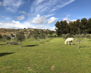 Caballo pastando en Finca la Simona